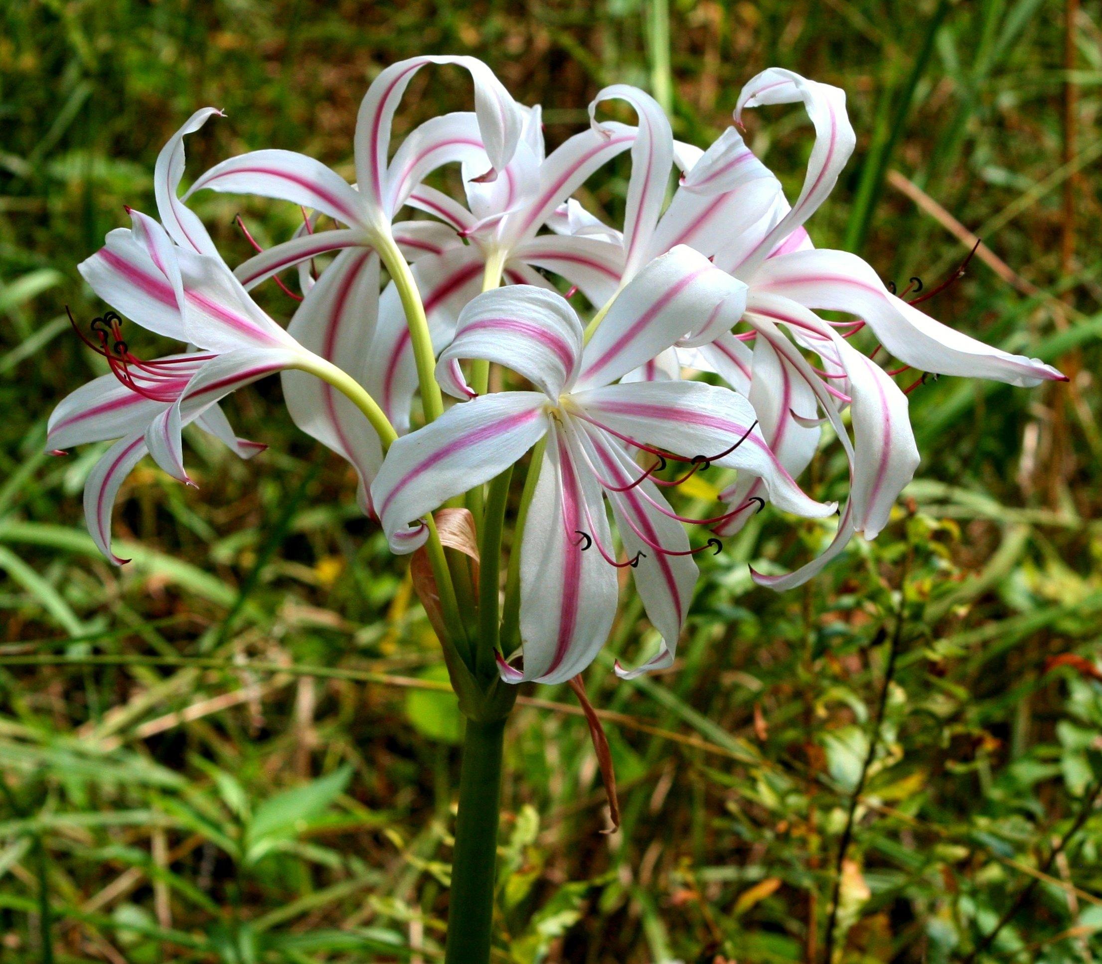 Wild Lily wallpaper | colorful | Wallpaper Better