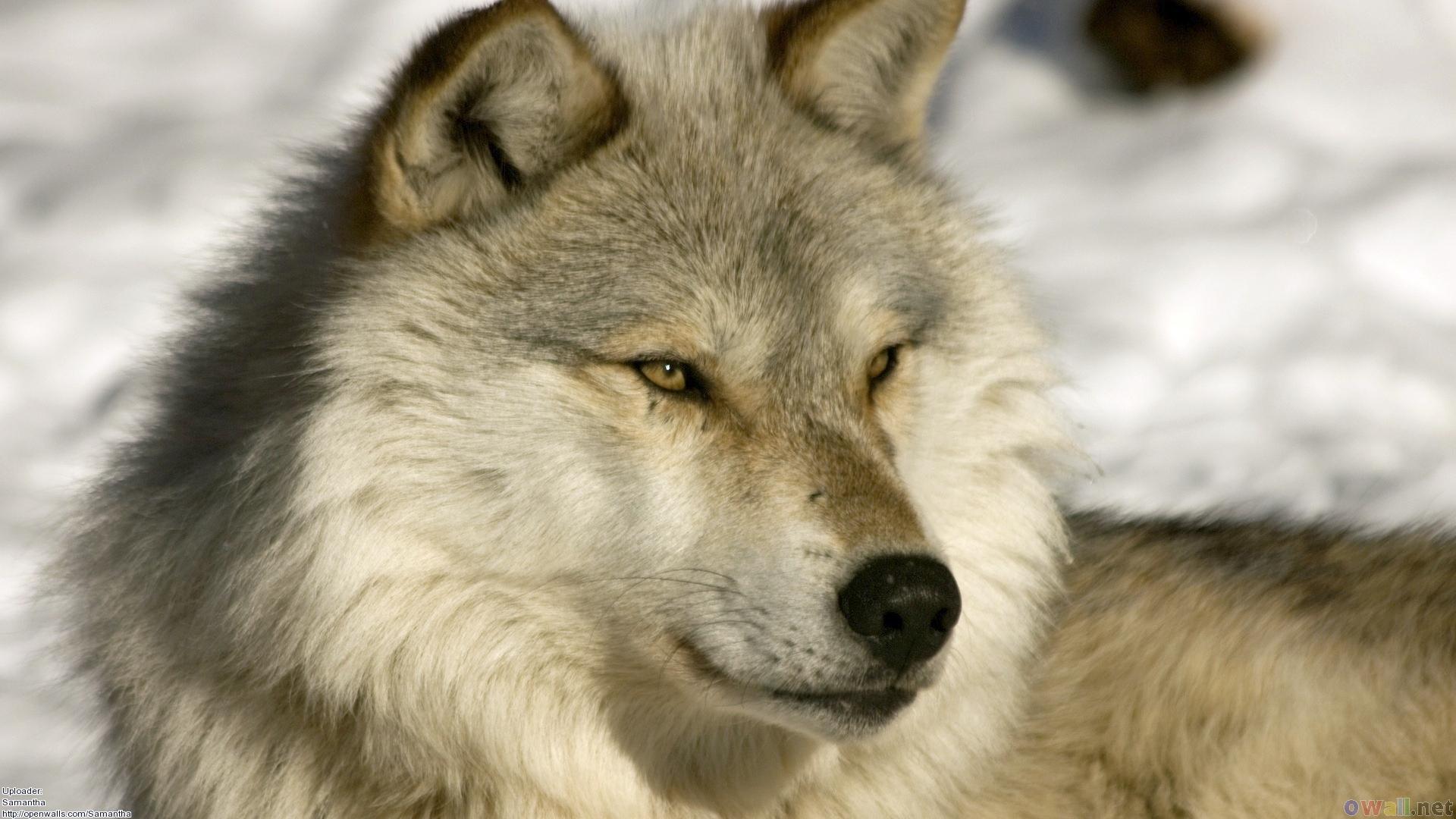 Nordic Wolf wallpaper | animals | Wallpaper Better