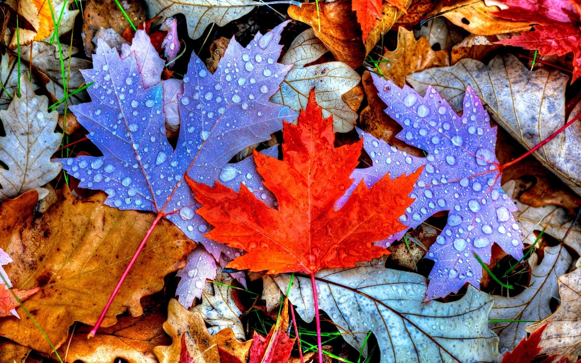 Colored Autumn Leaves Carpet wallpaper | nature and landscape ...
