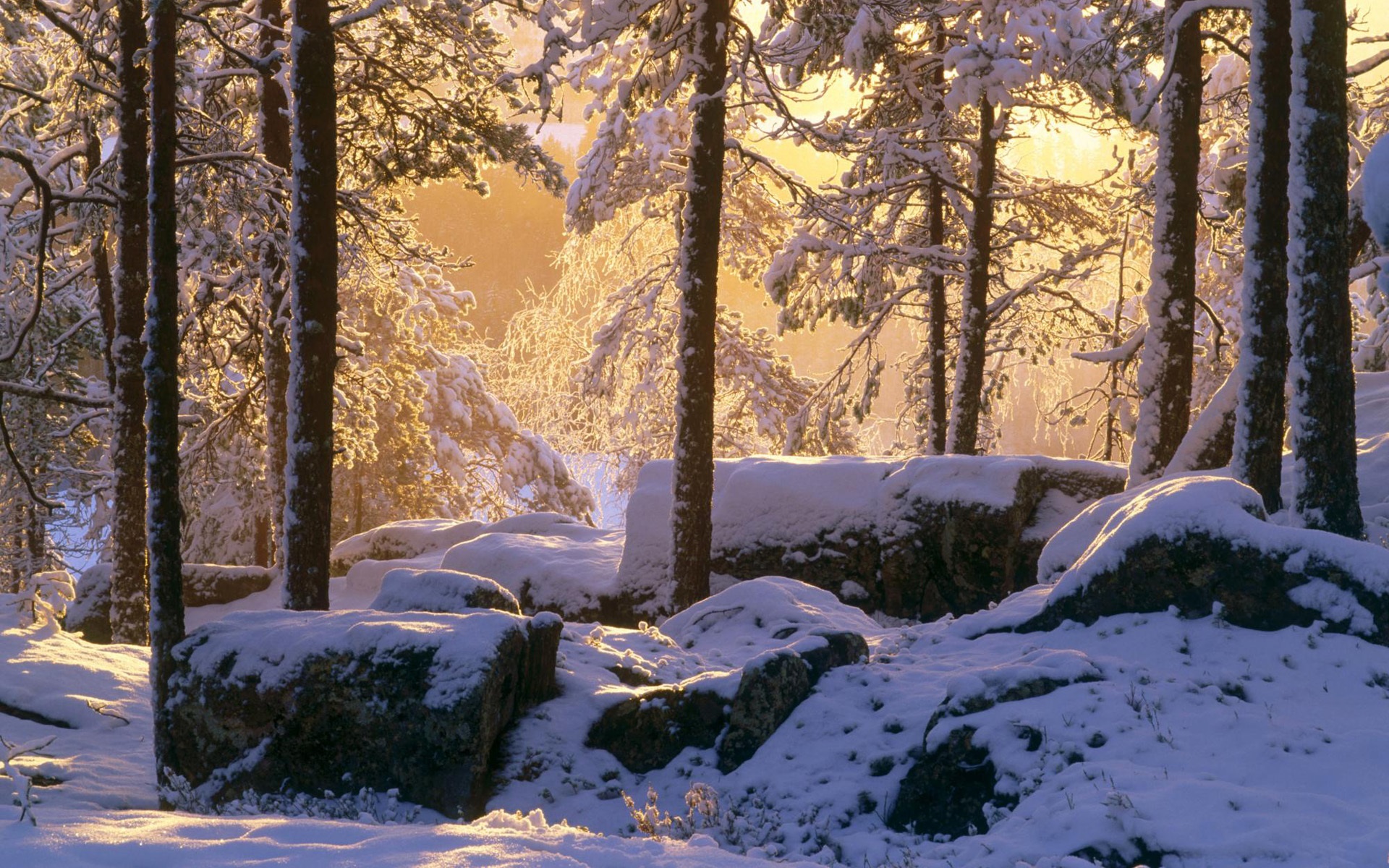 Winter, thick snow, forest, trees, sunshine wallpaper | nature and ...