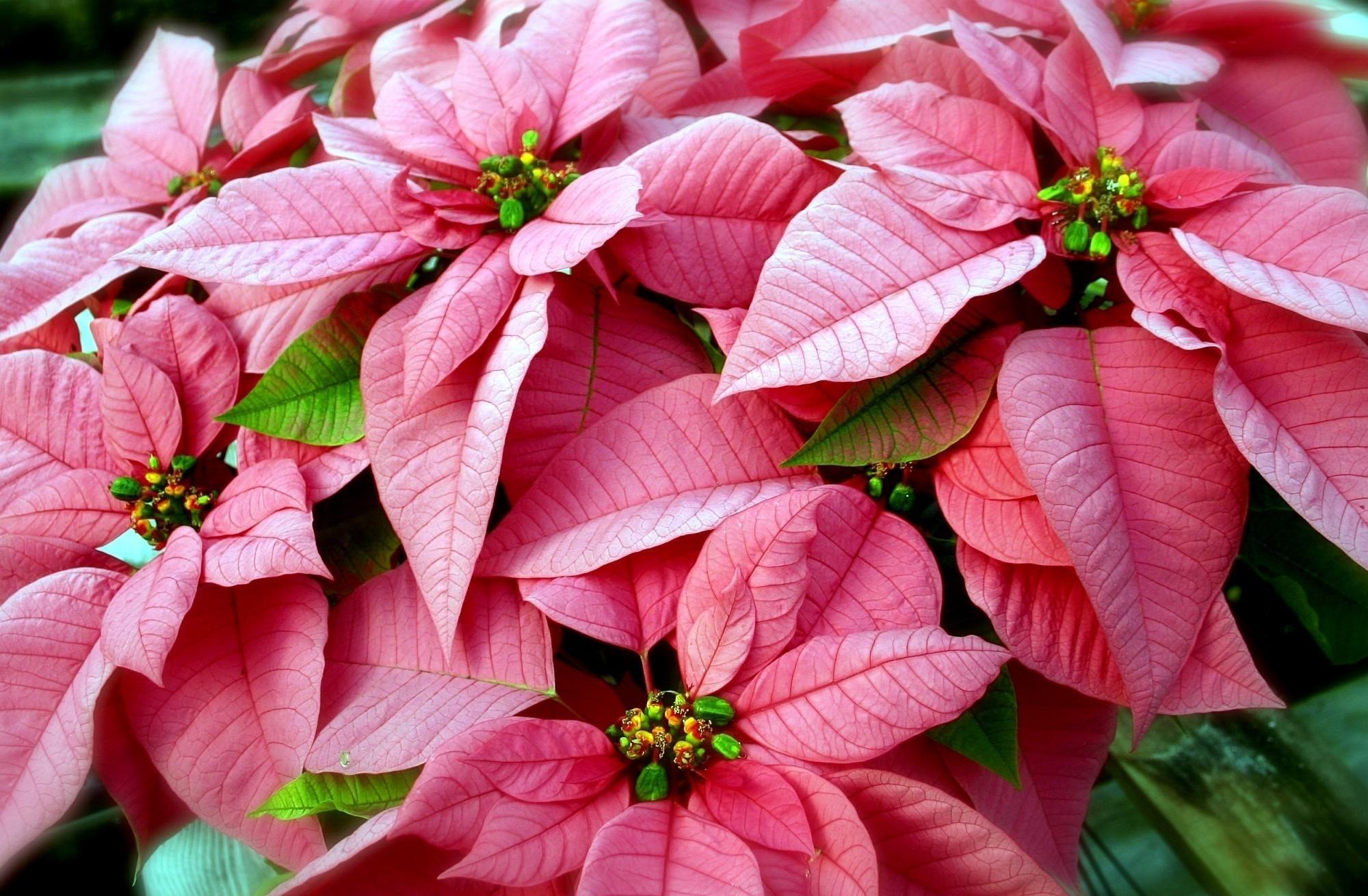 Wallpaper Poinsettia Christmas Day Christmas Decoration Christmas  Ornament Christmas Background  Download Free Image